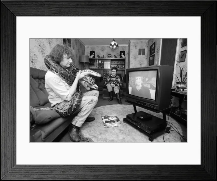 Framed Print : When snake lover Tony Griffiths settles down to watch TV with Monty, his pet python