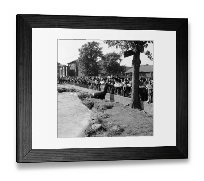 Framed Print : The Malayan police band which has just arrived in England visited London Zoo to see