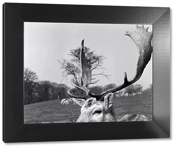 Stag at Knole Park in Sevenoaks, Kent. 30th March 1954