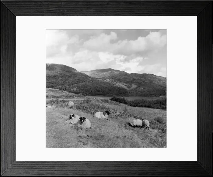 Framed Print : Sheep rest in the autumn sunshine, but cloud, rain and even snow hover over the Trossachs Framed Print : Sheep rest in the autumn sunshine, but cloud, rain and even snow hover over the Trossachs