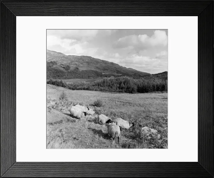 Framed Print : Sheep rest in the autumn sunshine, but cloud, rain and even snow hover over the Trossachs Framed Print : Sheep rest in the autumn sunshine, but cloud, rain and even snow hover over the Trossachs