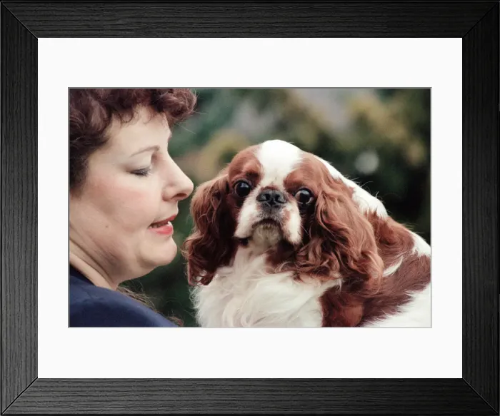 Framed Print : Mrs Julia Huggins with King Charles Spaniel, Theron, who is the living breed record Framed Print : Mrs Julia Huggins with King Charles Spaniel, Theron, who is the living breed record