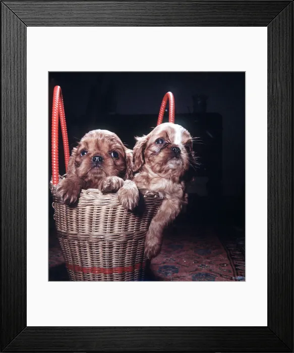 Framed Print : Seven week old King Charles Spaniel pups at the BUAV Kennels at Edgware