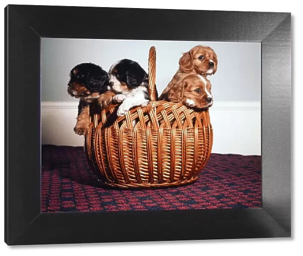 King Charles Spaniel puppies in a wicker basket. November 1972
