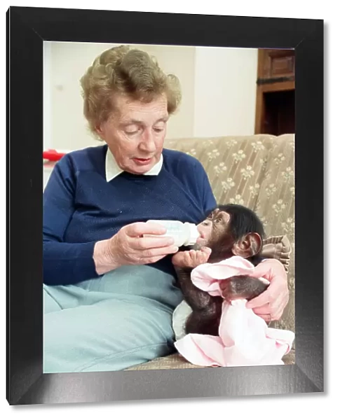 Twycross Zoo where baby chimp Tommy (3 months) is fed by Nathalie Evans