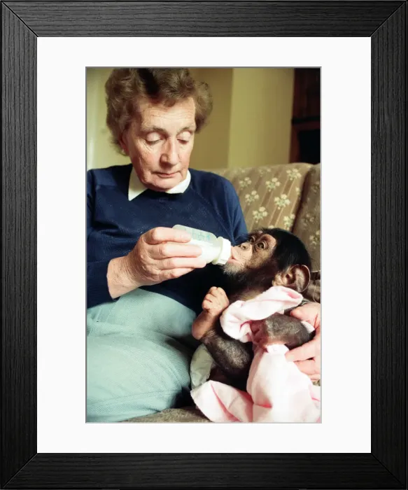 Framed Print : Twycross Zoo where baby chimp Tommy (3 months) is fed by Nathalie Evans