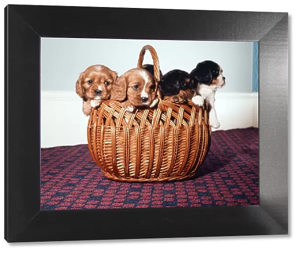 King Charles Spaniel puppies in a wicker basket. November 1972