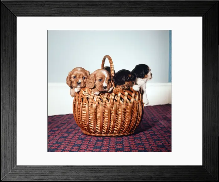Framed Print : King Charles Spaniel puppies in a wicker basket. November 1972 Framed Print : King Charles Spaniel puppies in a wicker basket. November 1972
