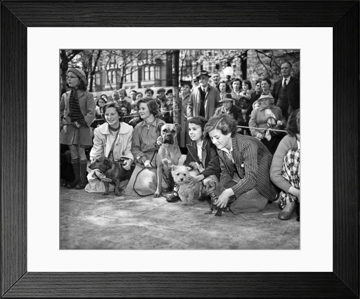 Framed Print : Childrens Pet Dog Show at Southport, waiting to be judged Framed Print : Childrens Pet Dog Show at Southport, waiting to be judged