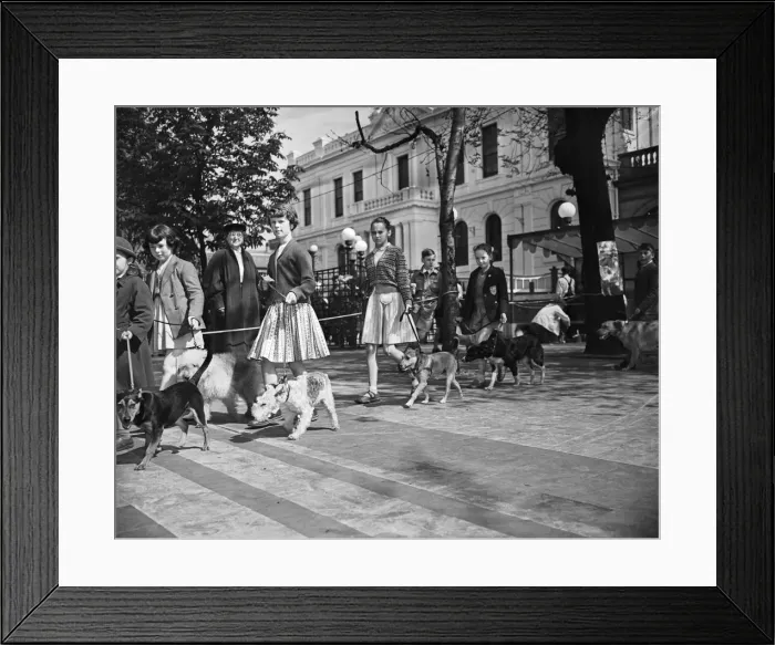 Framed Print : Childrens Pet Dog Show at Southport, the parade of all shapes and sizes at the show