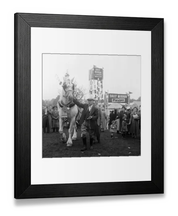 Framed Print : Cart hourse with his groom John Barratt. Altrincham agriculture show