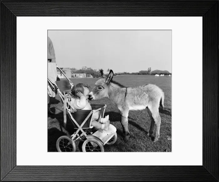 Framed Print : Kim, the baby pygmy donkey, who is a fortnight old, makes the acquaintance of baby Susan Framed Print : Kim, the baby pygmy donkey, who is a fortnight old, makes the acquaintance of baby Susan