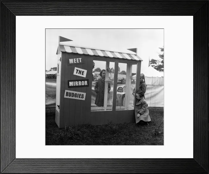 Framed Print : Daily Mirror Playpen at Altrincham agriculture show. Altrincham, Trafford