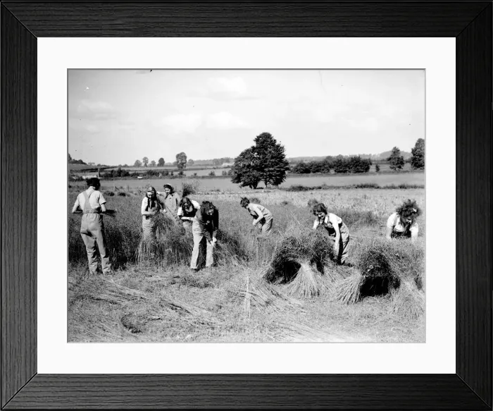 Framed Print : Land Army Girls stooking the corn, At the start of the Second World War many West Country Framed Print : Land Army Girls stooking the corn, At the start of the Second World War many West Country