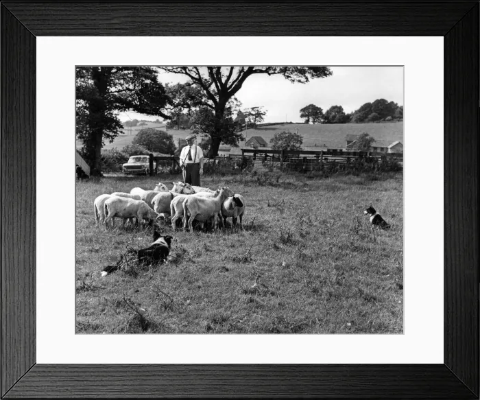 Framed Print : Mr Tom Cornelius, of The Shally, Ogmore-by-sea, practices at Alps Farm, Wenvoe Framed Print : Mr Tom Cornelius, of The Shally, Ogmore-by-sea, practices at Alps Farm, Wenvoe
