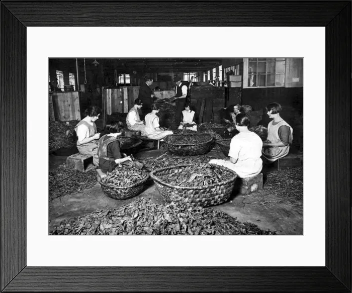 Framed Print : Cutting tobacco for cigarettes in the 1920s at the Wills Tobacco Factory, Bristol Framed Print : Cutting tobacco for cigarettes in the 1920s at the Wills Tobacco Factory, Bristol