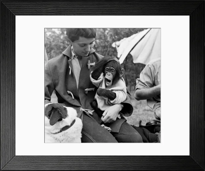 Framed Print : Photo shows Gerald Durrell and Jacqueline Durrell with their pet Chimpanzee Cholmondley