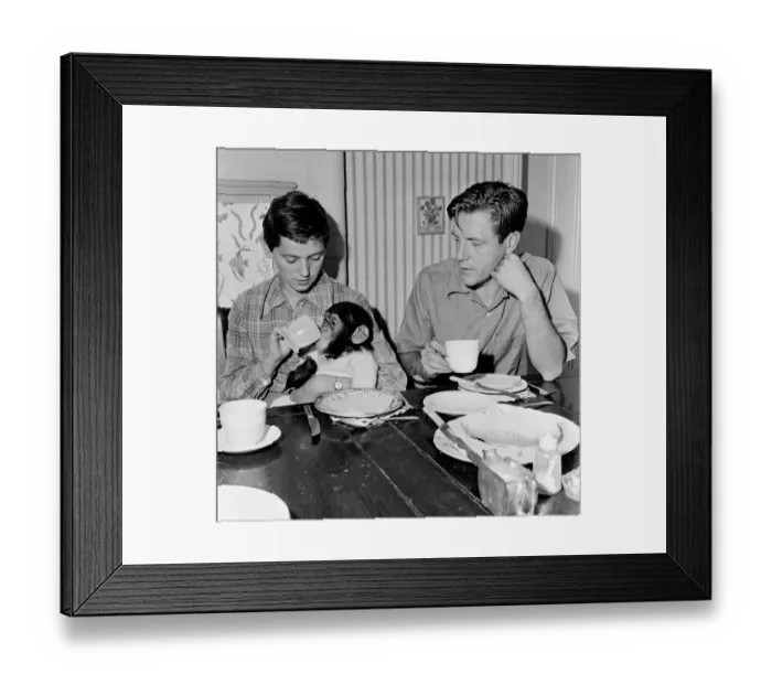 Framed Print : Photo shows Gerald Durrell and Jacqueline Durrell with their pet Chimpanzee Cholmondley