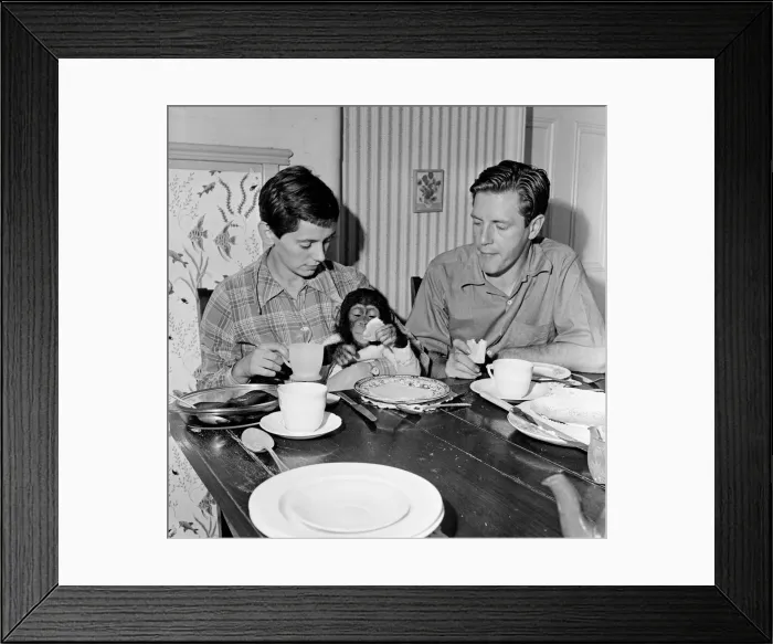 Framed Print : Photo shows Gerald Durrell and Jacqueline Durrell with their pet Chimpanzee Cholmondley Framed Print : Photo shows Gerald Durrell and Jacqueline Durrell with their pet Chimpanzee Cholmondley