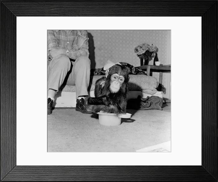 Framed Print : Photo shows Gerald Durrell and Jacqueline Durrell with their pet Chimpanzee Cholmondley Framed Print : Photo shows Gerald Durrell and Jacqueline Durrell with their pet Chimpanzee Cholmondley