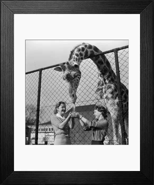 Framed Print : Youki, tame giraffe at Belle Vue Zoo, gives a motherly lick to two new arrivals