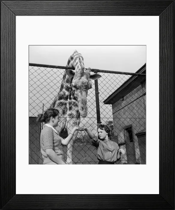 Framed Print : Youki, tame giraffe at Belle Vue Zoo, gives a motherly lick to two new arrivals Framed Print : Youki, tame giraffe at Belle Vue Zoo, gives a motherly lick to two new arrivals
