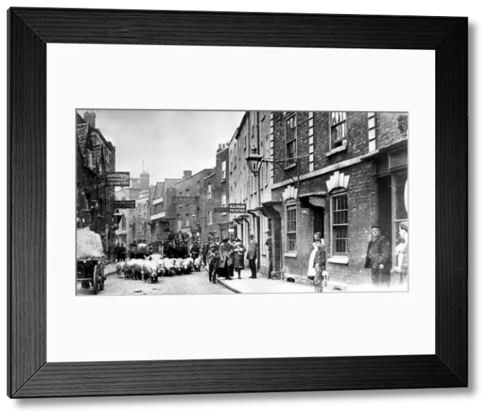 Framed Print : Pigs arriving in Bristol by boat from Ireland were herded through the streets to Framed Print : Pigs arriving in Bristol by boat from Ireland were herded through the streets to