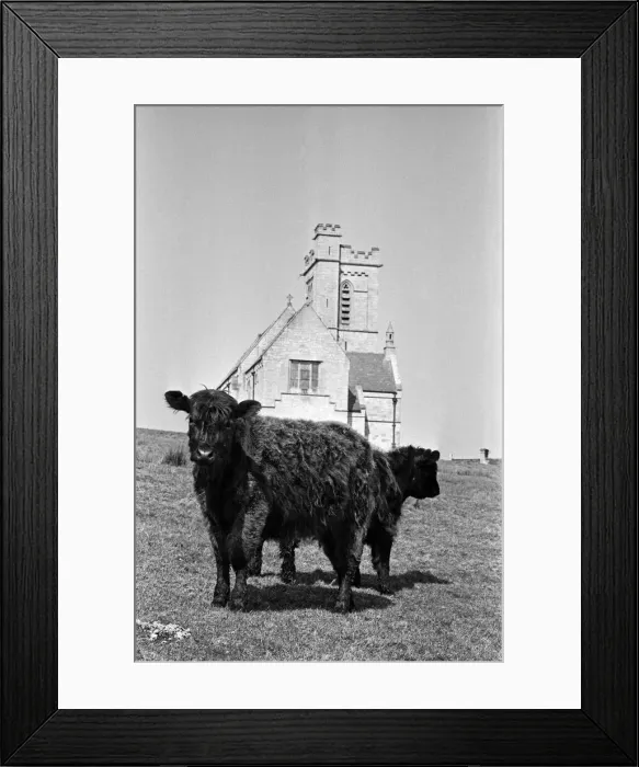 Framed Print : General scenes on Lundy Island. Lundy is the largest island in the Bristol Channel Framed Print : General scenes on Lundy Island. Lundy is the largest island in the Bristol Channel