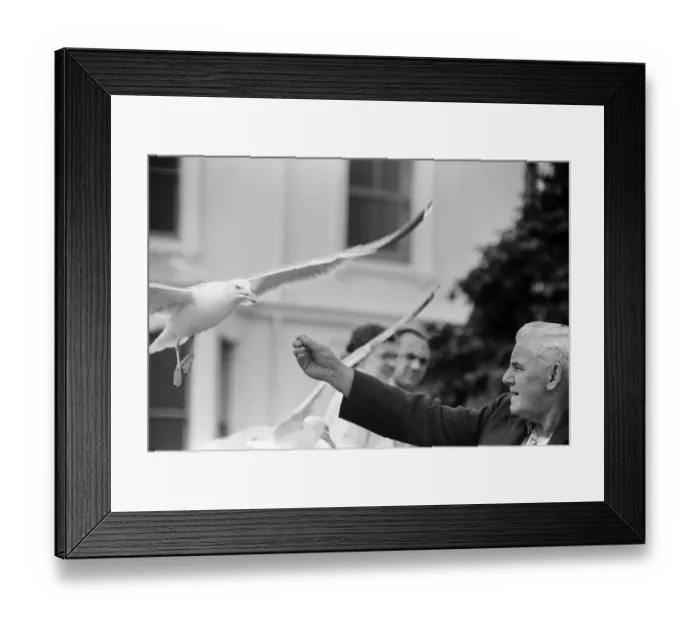 Framed Print : Llandudno, a seaside town in Conwy County Borough, Wales. A man feeding the seagulls