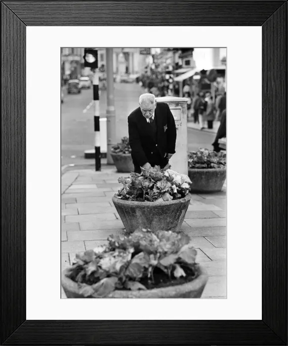 Framed Print : Cabbages replace flowers in Luton High Street, Bedfordshire. 11th October 1966 Framed Print : Cabbages replace flowers in Luton High Street, Bedfordshire. 11th October 1966