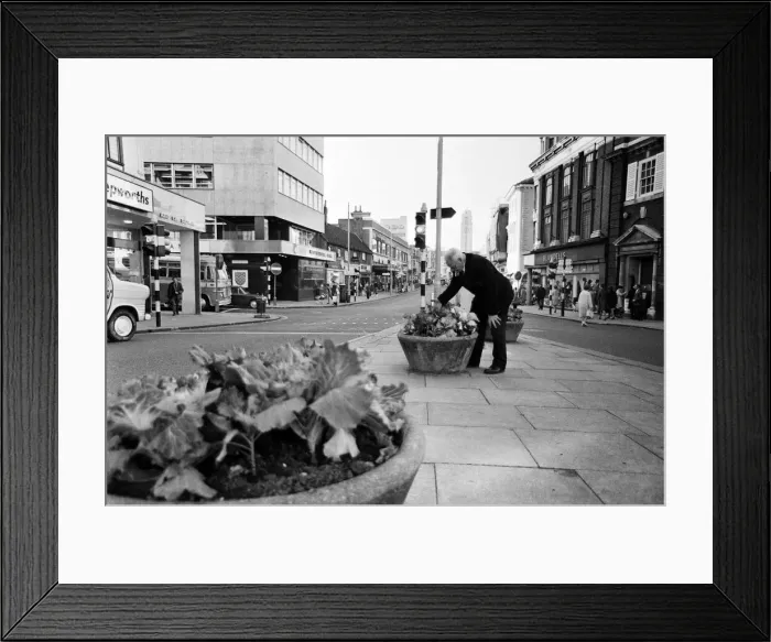 Framed Print : Cabbages replace flowers in Luton High Street, Bedfordshire. 11th October 1966 Framed Print : Cabbages replace flowers in Luton High Street, Bedfordshire. 11th October 1966