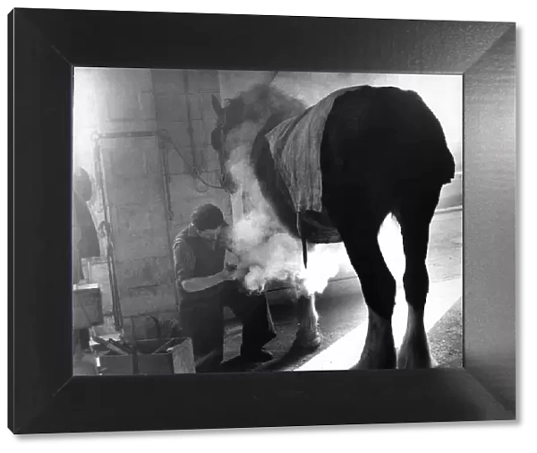 East Yorkshire Farrier seen here shoe-ing a Shire horse. 1st March 1977