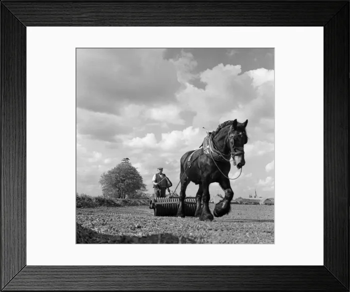 Framed Print : Farming in Lincolnshire. 27th April 1961 Framed Print : Farming in Lincolnshire. 27th April 1961