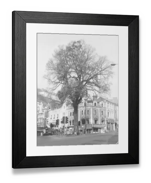 Framed Print : Abbey Place, Torquay in the 1960s showing the landmark elm which was felled in 1980 Framed Print : Abbey Place, Torquay in the 1960s showing the landmark elm which was felled in 1980