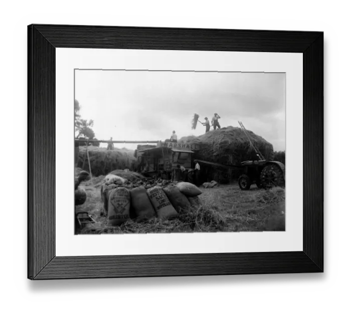 Framed Print : Hay threshing at Holbeton. Circa 1949