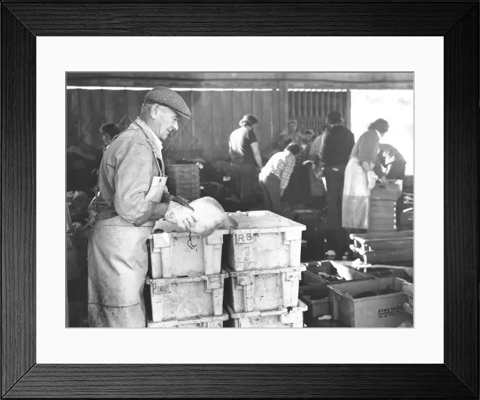 Framed Print : Brixham fish market pictured in July 1976 Framed Print : Brixham fish market pictured in July 1976