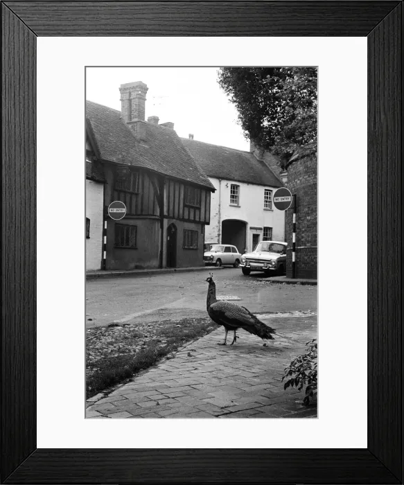Framed Print : A Peacock in Warwick, Warwickshire, West Midlands. 28th October 1966 Framed Print : A Peacock in Warwick, Warwickshire, West Midlands. 28th October 1966