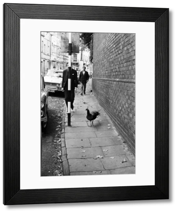 Framed Print : A Peacock in Warwick, Warwickshire, West Midlands. 28th October 1966