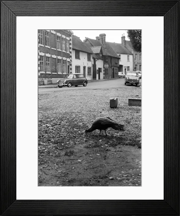Framed Print : A Peacock in Warwick, Warwickshire, West Midlands. 28th October 1966 Framed Print : A Peacock in Warwick, Warwickshire, West Midlands. 28th October 1966