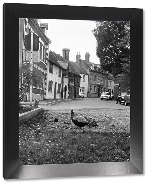 A Peacock in Warwick, Warwickshire, West Midlands. 28th October 1966