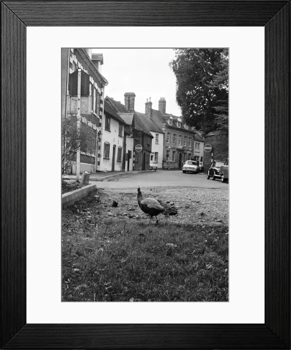 Framed Print : A Peacock in Warwick, Warwickshire, West Midlands. 28th October 1966 Framed Print : A Peacock in Warwick, Warwickshire, West Midlands. 28th October 1966