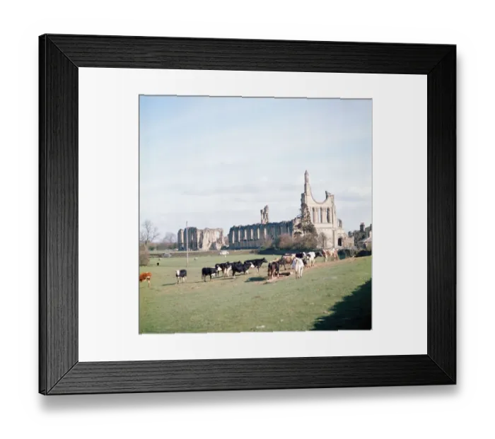Framed Print : Byland Abbey, Ryedale, North Yorkshire. April 1974 Framed Print : Byland Abbey, Ryedale, North Yorkshire. April 1974