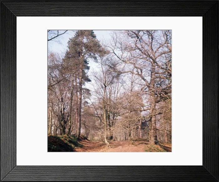 Framed Print : Alderley Edge, Cheshire. April 1974 Framed Print : Alderley Edge, Cheshire. April 1974
