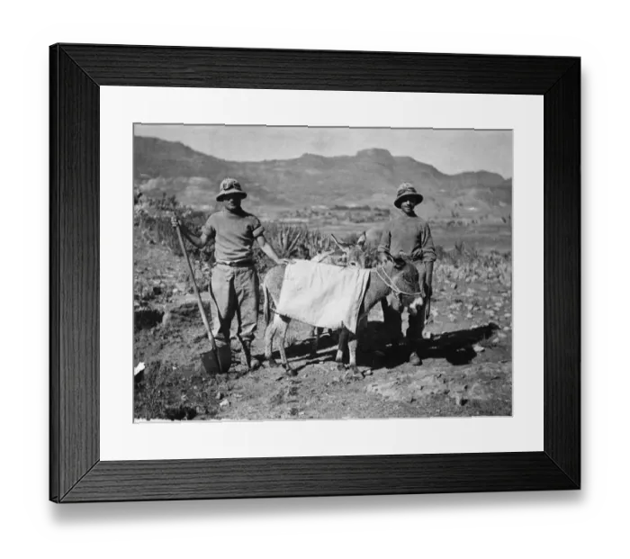 Framed Print : Abyssinian War October 1935 Two Italian soldiers with donkeys carrying water