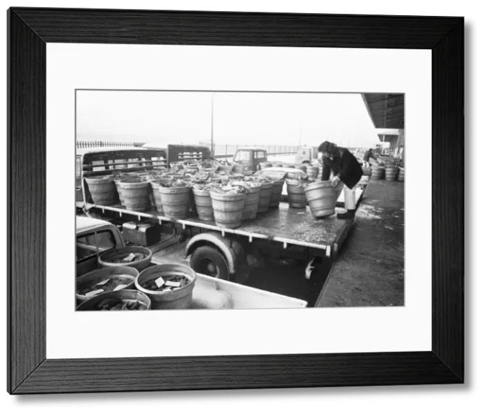 Framed Print : The catch from the stern trawler Lord Nelson Framed Print : The catch from the stern trawler Lord Nelson