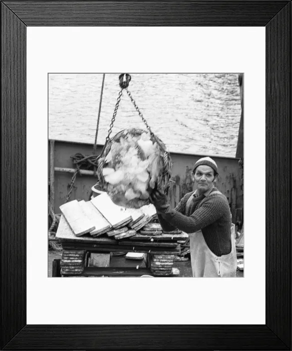 Framed Print : Crewman of the Trawler Marbi Larde seen here unloading their catch at the Hull Fish Dock Framed Print : Crewman of the Trawler Marbi Larde seen here unloading their catch at the Hull Fish Dock