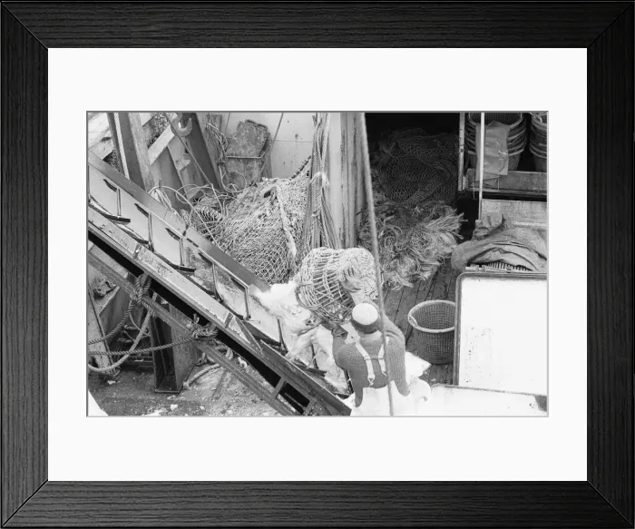 Framed Print : Crewman of the Trawler Marbi Larde seen here unloading their catch at the Hull Fish Dock Framed Print : Crewman of the Trawler Marbi Larde seen here unloading their catch at the Hull Fish Dock