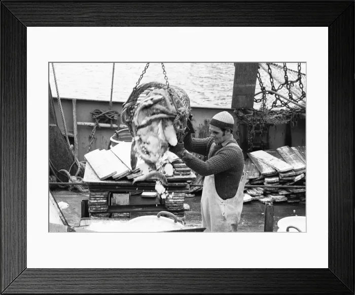 Framed Print : Crewman of the Trawler Marbi Larde seen here unloading their catch at the Hull Fish Dock Framed Print : Crewman of the Trawler Marbi Larde seen here unloading their catch at the Hull Fish Dock