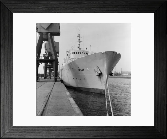 Framed Print : The Norwegian trawler Gadus seen here tied up along side St Andrews Dock 4th March 1968 Framed Print : The Norwegian trawler Gadus seen here tied up along side St Andrews Dock 4th March 1968
