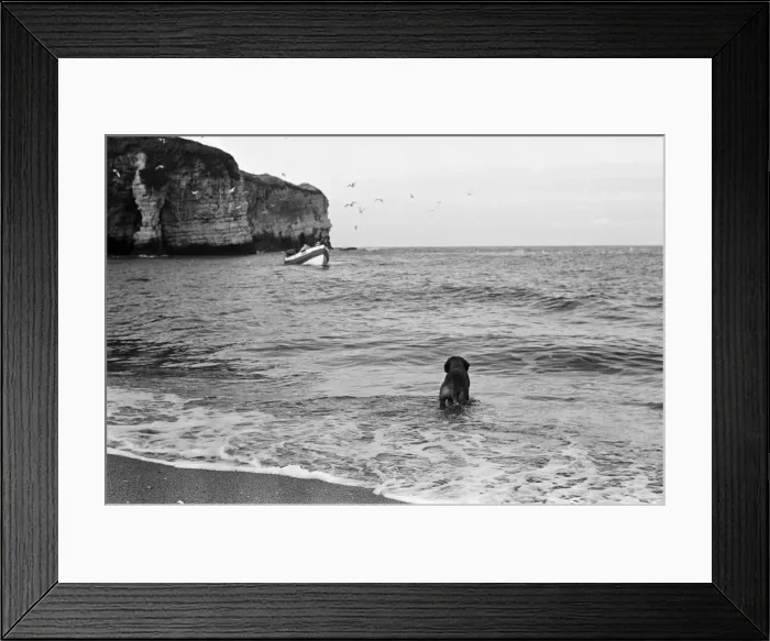 Framed Print : Fisherman George Emmerson with his devoted dog Sandy, pictured at work in Flamborough Framed Print : Fisherman George Emmerson with his devoted dog Sandy, pictured at work in Flamborough